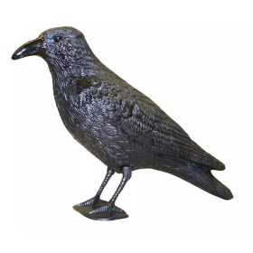 Galambriasztó varjú