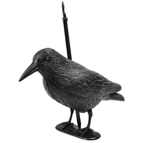 Galambriasztó varjú