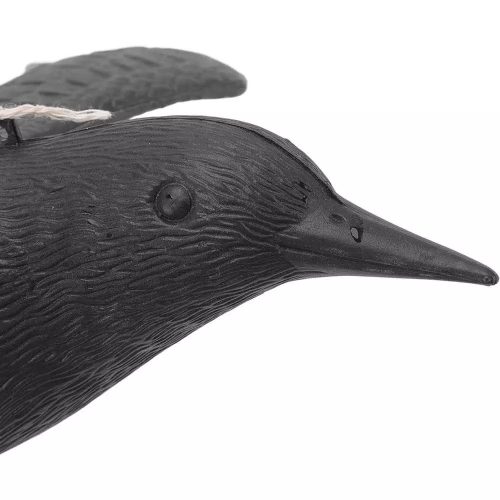 Galambriasztó varjú