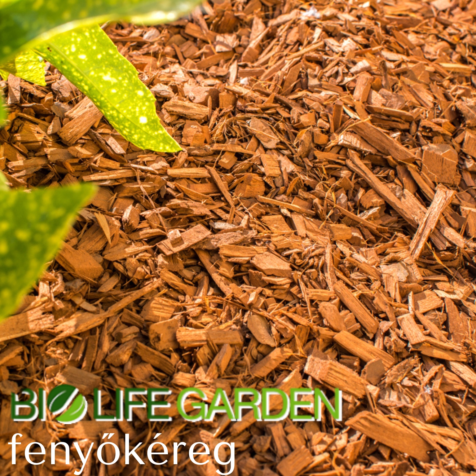 fenyokereg-blog-cikk-002.jpg